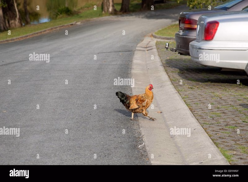 Descubre el Exclusivo Juego de Azar: La Ruta del Pollo en España in Spain